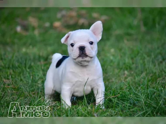 3 cuccioli di bouledogue francesi con pedegree  | Foto 7
