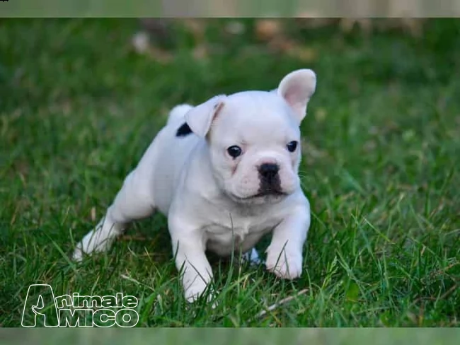 3 cuccioli di bouledogue francesi con pedegree  | Foto 6