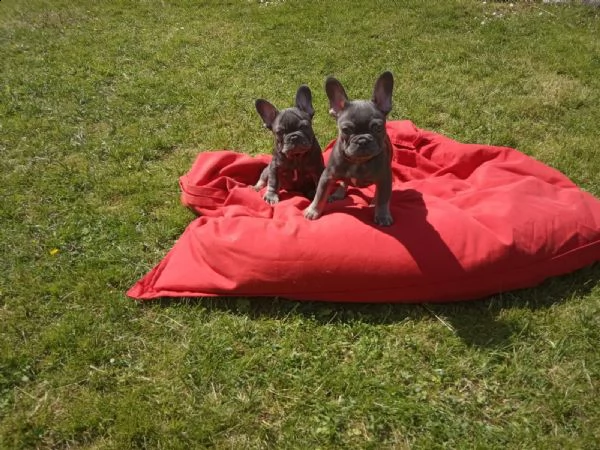 3 cuccioli di bouledogue francesi con pedegree  | Foto 5