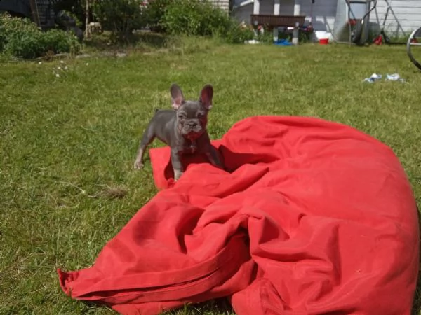 3 cuccioli di bouledogue francesi con pedegree  | Foto 4