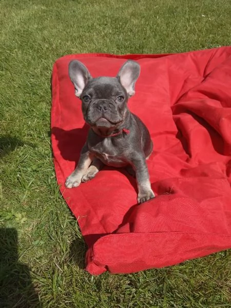 3 cuccioli di bouledogue francesi con pedegree  | Foto 3
