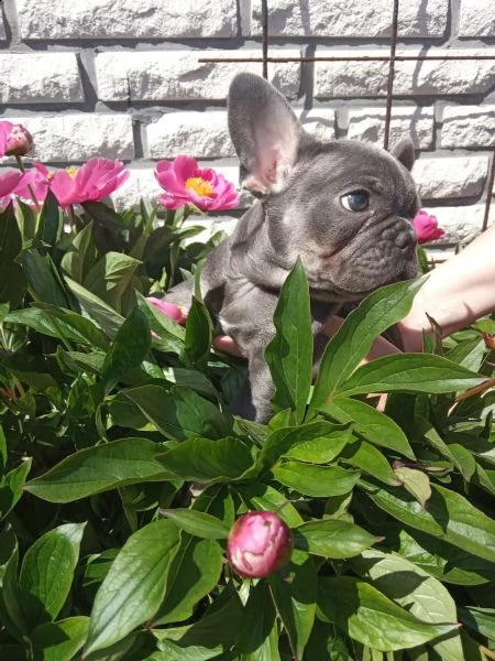3 cuccioli di bouledogue francesi con pedegree  | Foto 2