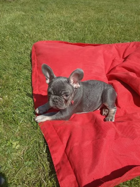 3 cuccioli di bouledogue francesi con pedegree 