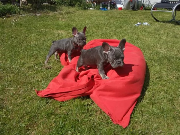 3 cuccioli di bouledogue francesi con pedegree  | Foto 1