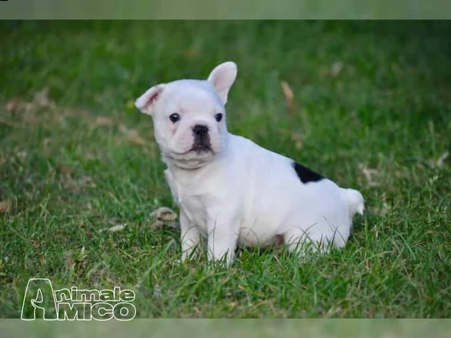 3 cuccioli di bouledogue francesi con pedegree  | Foto 0