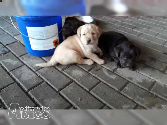 dolcissime cucciole labrador nere purissime