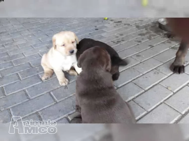 dolcissime cucciole labrador nere purissime | Foto 1