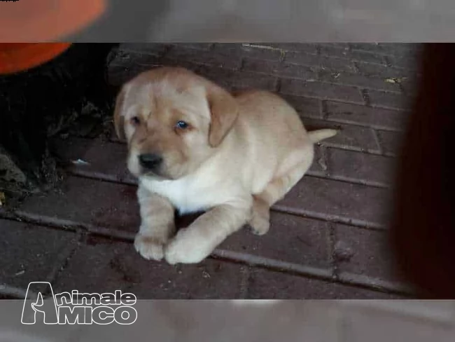 dolcissime cucciole labrador nere purissime | Foto 0