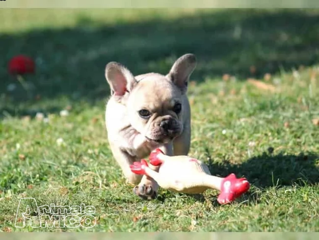 cucciola di bouledogue francese | Foto 1