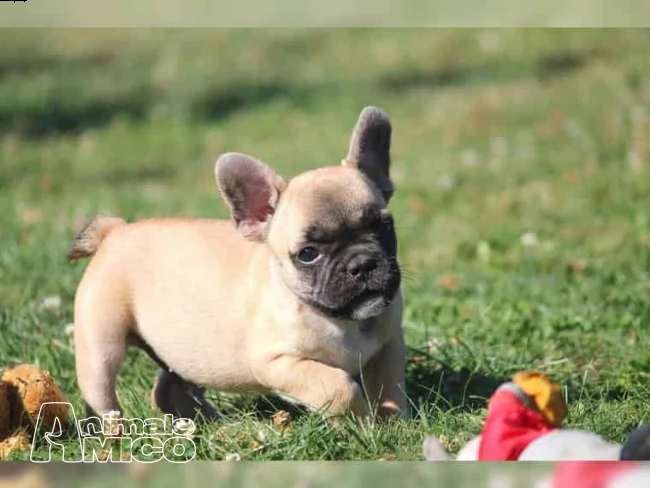 cucciola di bouledogue francese