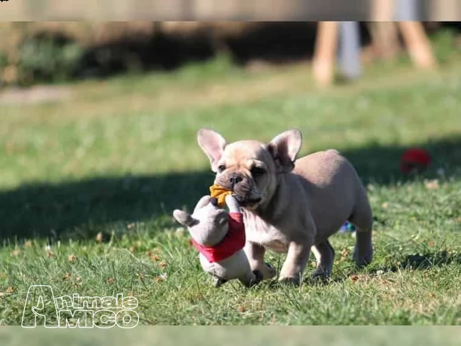 cucciola di bouledogue francese | Foto 0