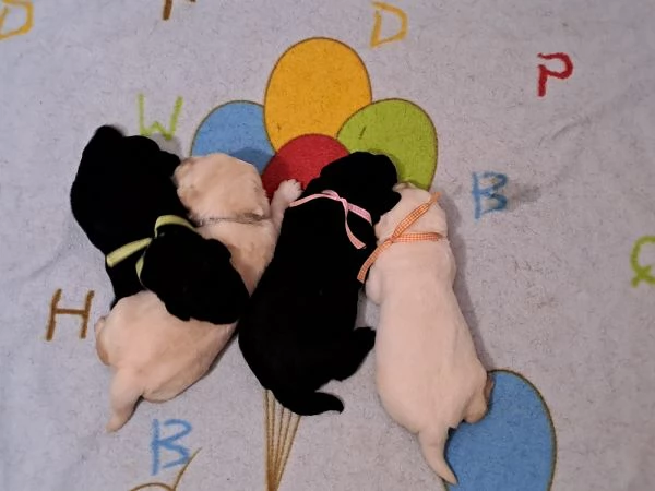 CUCCIOLI DI LABRADOR RETRIEVER DISPONIBILI