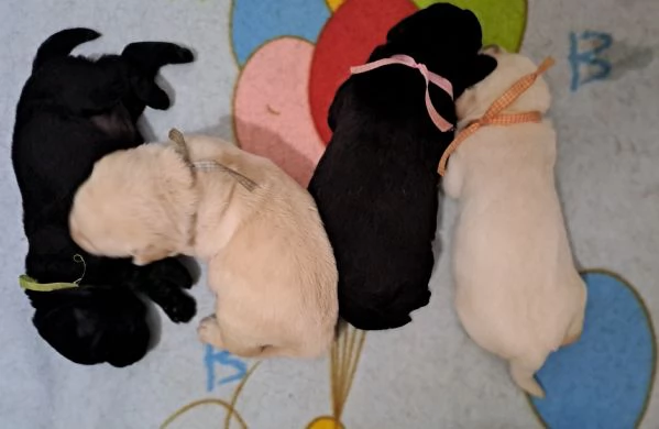 CUCCIOLI DI LABRADOR RETRIEVER DISPONIBILI | Foto 1