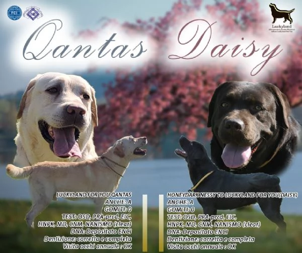 CUCCIOLI DI LABRADOR RETRIEVER DISPONIBILI | Foto 0