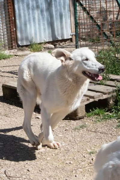 MORBIDISSIMO E DOLCISSIMO DEMYR | Foto 3