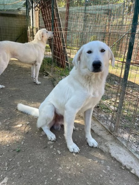 MORBIDISSIMO E DOLCISSIMO DEMYR | Foto 2