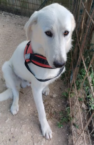 MORBIDISSIMO E DOLCISSIMO DEMYR | Foto 1