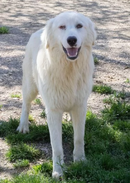 ADOTTA IL DOLCE OSLO | Foto 5