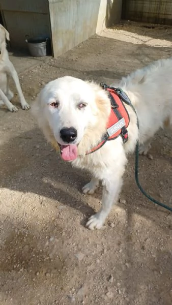 ADOTTA IL DOLCE OSLO | Foto 4