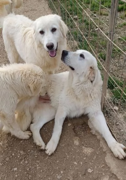 ADOTTA IL DOLCE OSLO | Foto 2