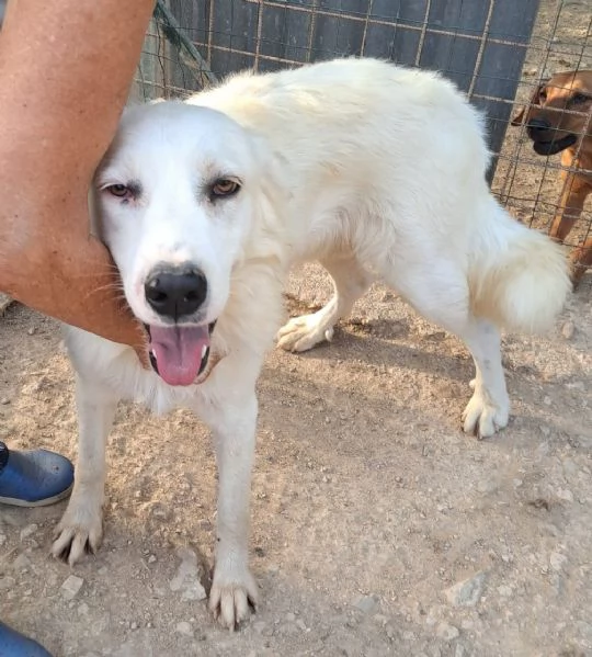 ADOTTA IL DOLCE OSLO | Foto 1