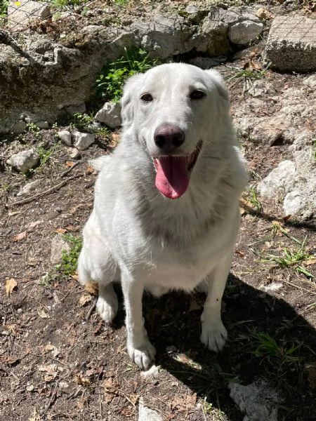 CESARE DOLCISSIMO CUCCIOLONE | Foto 0