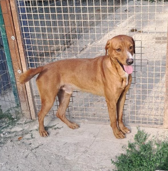 IL DOLCISSIMO CORFU' | Foto 6