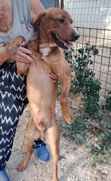 IL DOLCISSIMO CORFU' | Foto 5