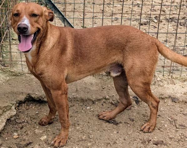 IL DOLCISSIMO CORFU' | Foto 4