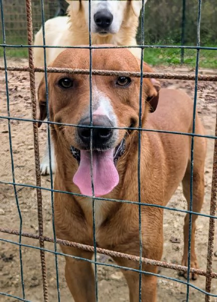 IL DOLCISSIMO CORFU' | Foto 2