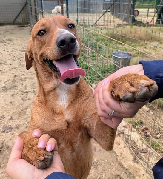 IL DOLCISSIMO CORFU' | Foto 1