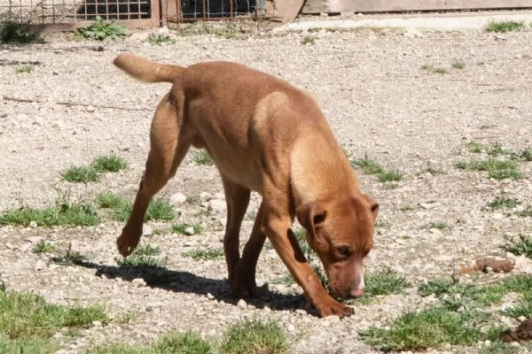 IL DOLCISSIMO CORFU' | Foto 0