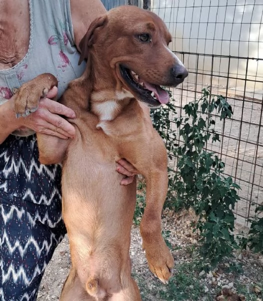 IL DOLCISSIMO CORFU'