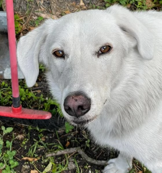 IL DOLCISSIMO CESARE | Foto 6