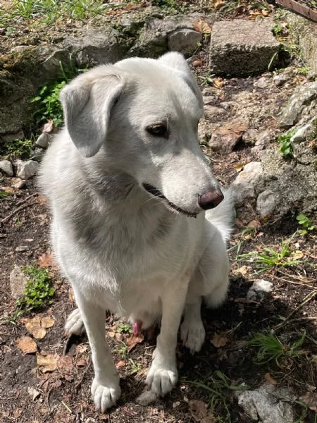 IL DOLCISSIMO CESARE | Foto 3