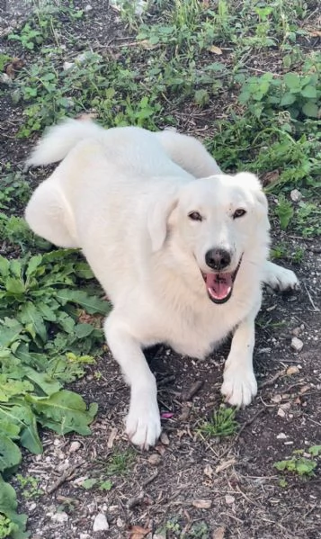 IL DOLCISSIMO CESARE