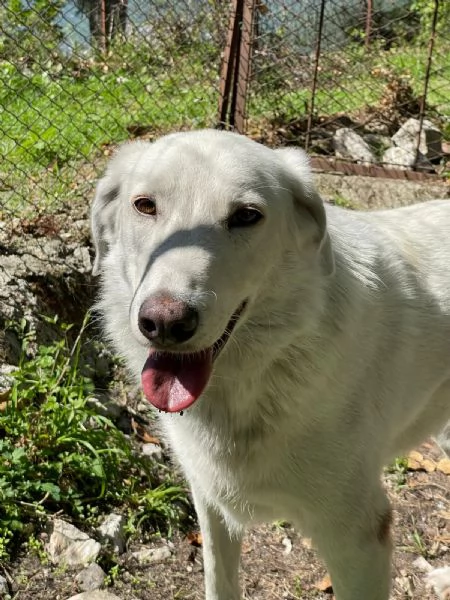 IL DOLCISSIMO CESARE | Foto 2