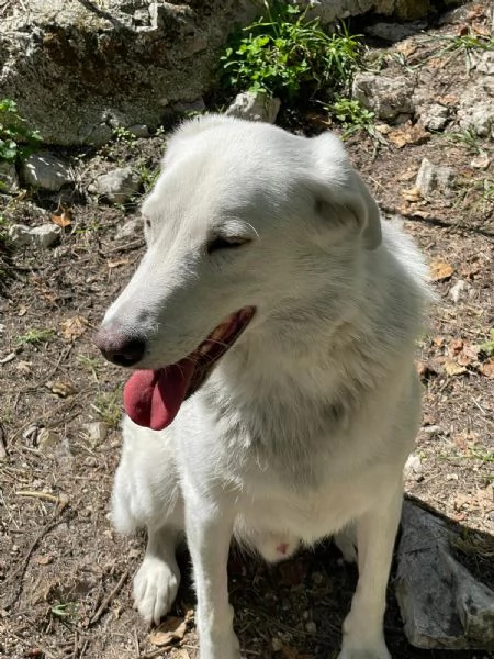 IL DOLCISSIMO CESARE | Foto 1