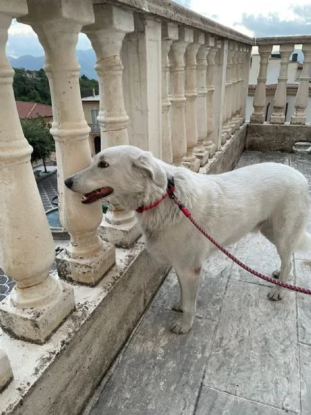 IL DOLCISSIMO CESARE | Foto 0