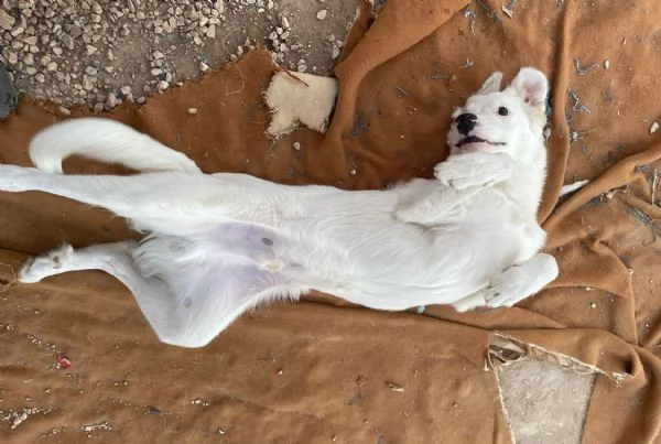 IL DOLCISSIMO SNOOPY | Foto 5