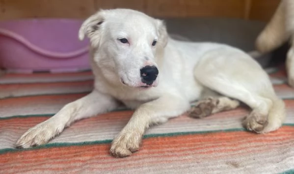 IL DOLCISSIMO SNOOPY | Foto 4