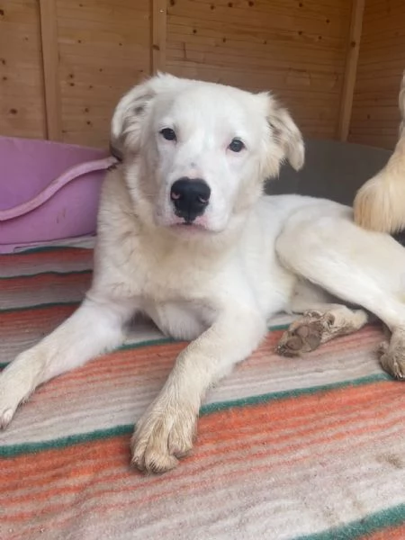 IL DOLCISSIMO SNOOPY | Foto 3