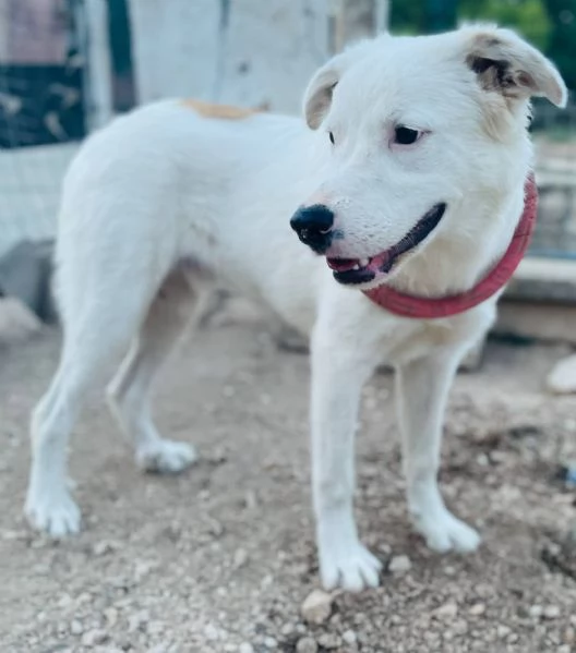 IL DOLCISSIMO SNOOPY | Foto 0