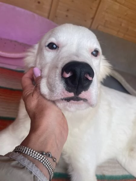 IL DOLCISSIMO SNOOPY