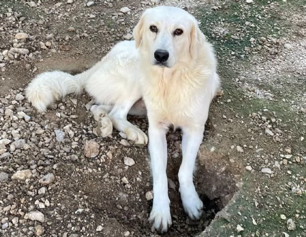 IL BELLISSIMO LUCKY MIX GOLDERINO