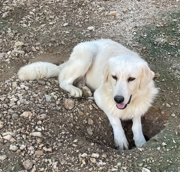 IL BELLISSIMO LUCKY MIX GOLDERINO | Foto 4