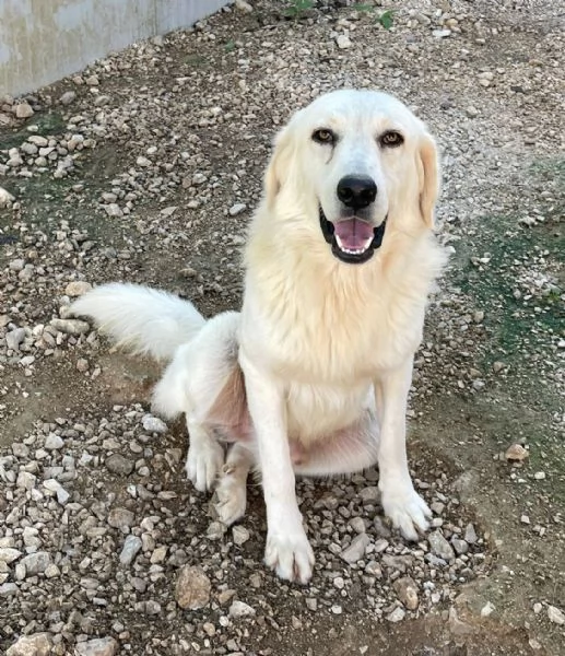 IL BELLISSIMO LUCKY MIX GOLDERINO | Foto 3