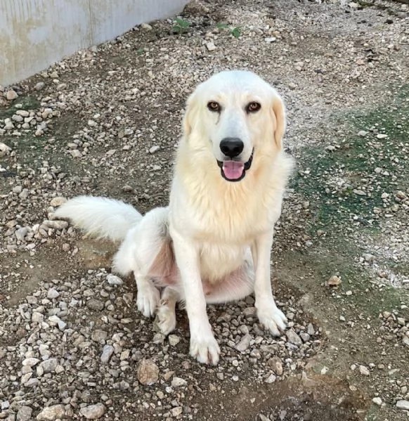 IL BELLISSIMO LUCKY MIX GOLDERINO | Foto 2