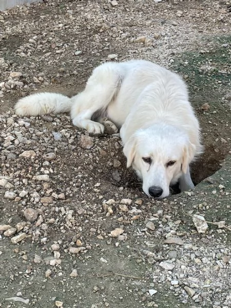 IL BELLISSIMO LUCKY MIX GOLDERINO | Foto 0