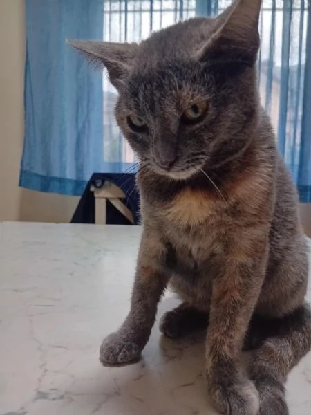 LA DOLCISSIMA TEMPESTA | Foto 0